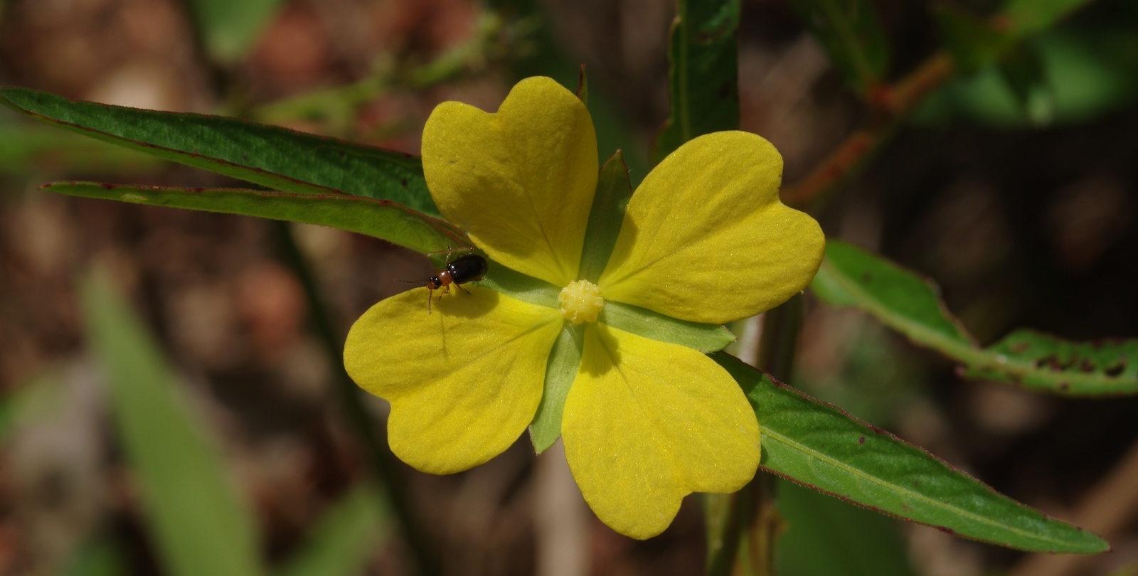 bhulavanga : Ludwigia octovalvis, Jussieua suffruticosa Linn.