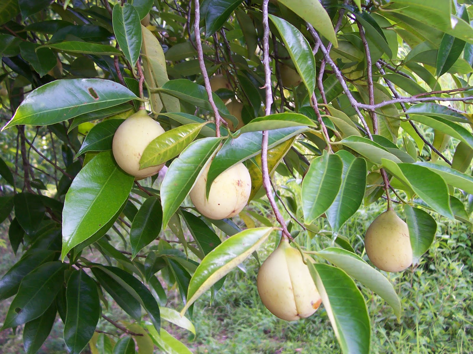 gostani : Myristica malabarica Lam.