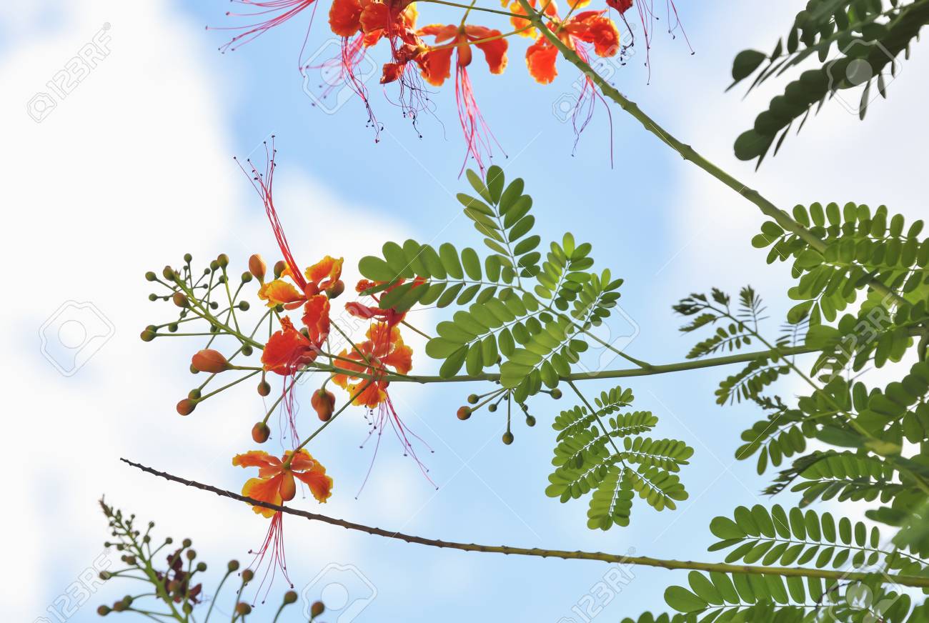 Acacia Concinna flower