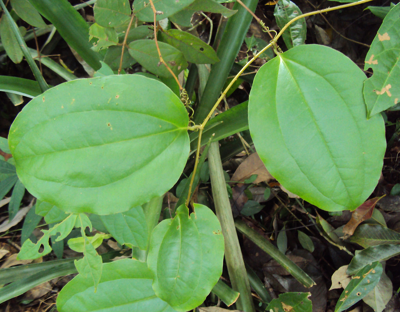 ushaba  : Smilax zeylanica Linn. 