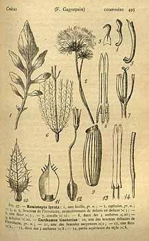 Carthamus tinctorius