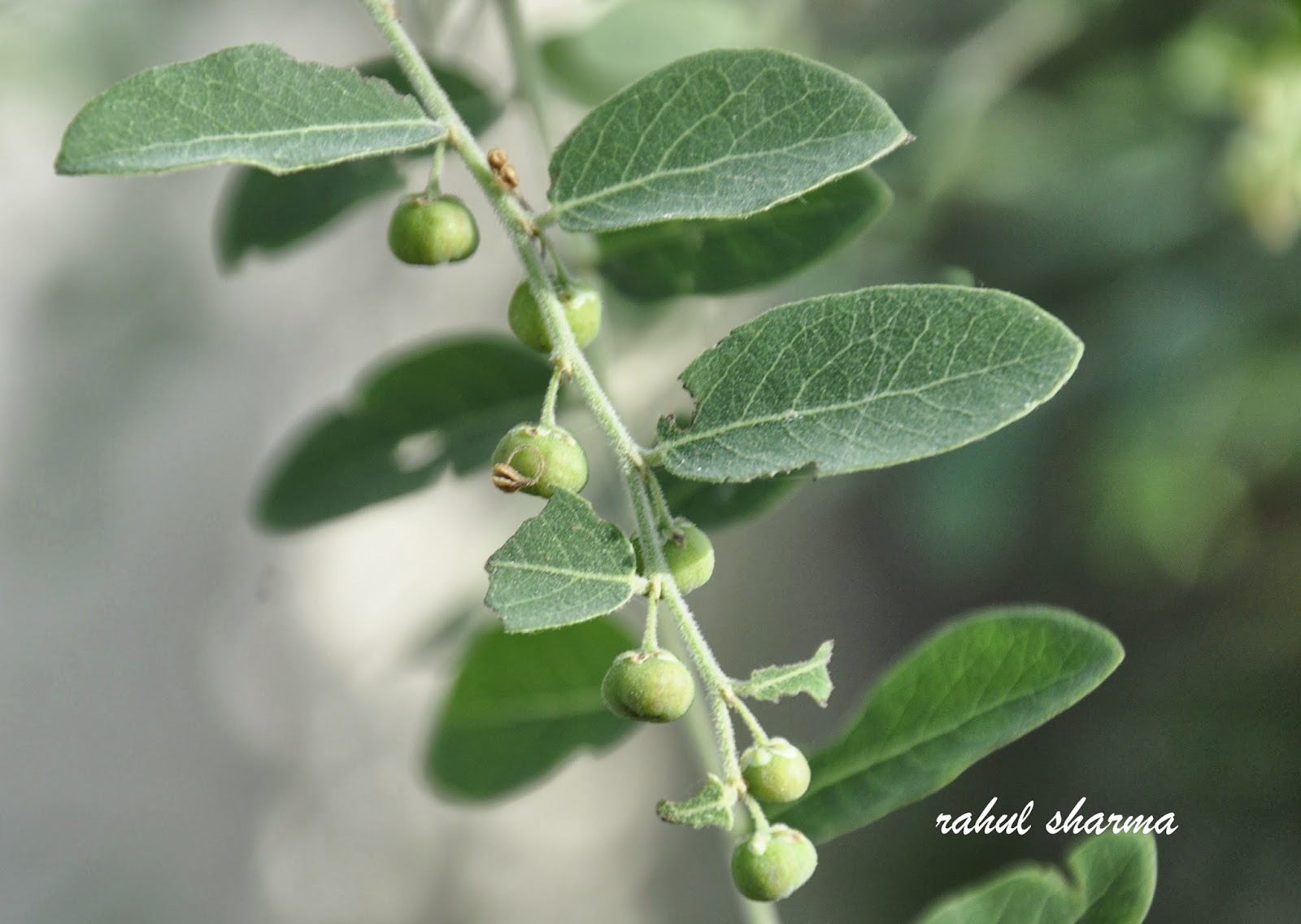 pulika : Phyllanthus reticulatus Poir.