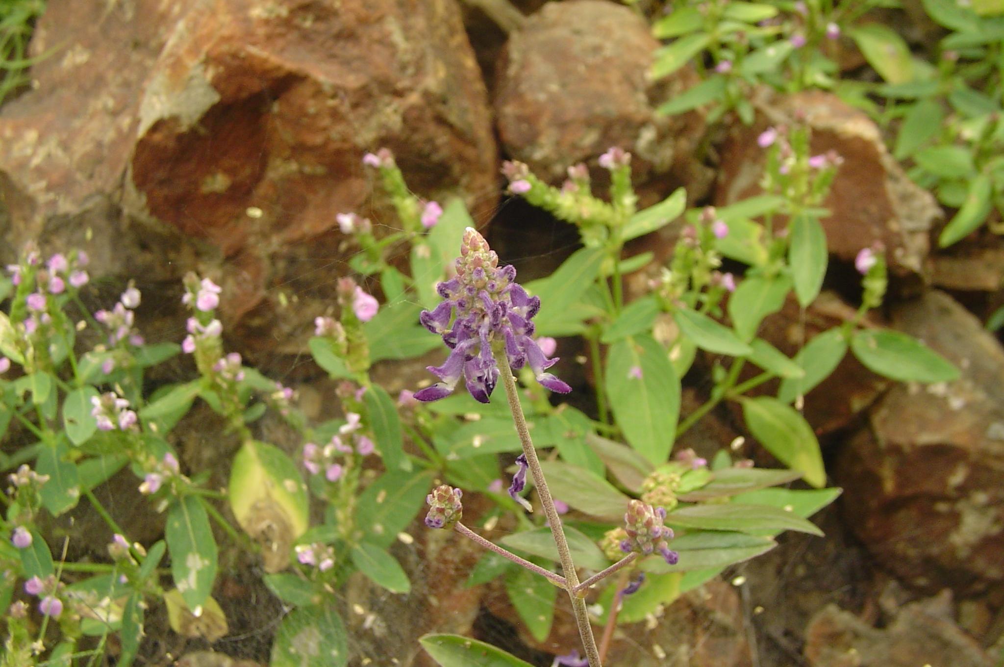 ajapada - Anisochilus carnosus Wall.