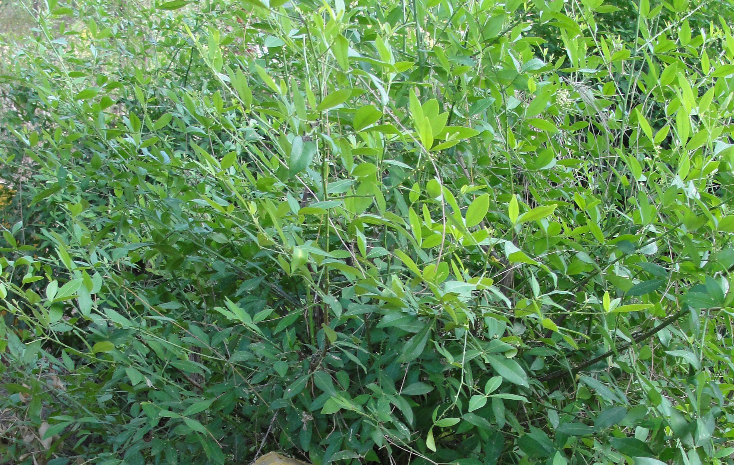 Plants growing in a herbal garden in southern India Photograph by: Thamizhpparithi Maari