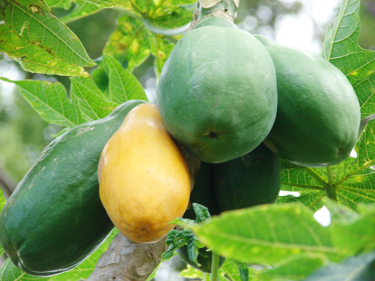 Erandakarkati: Carica papaya Linn - Fruits