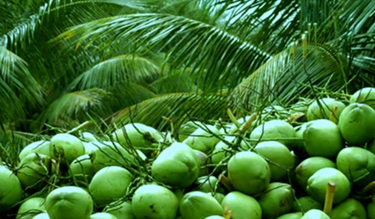 sandhya raga  : Cocos nucifera Linn. 