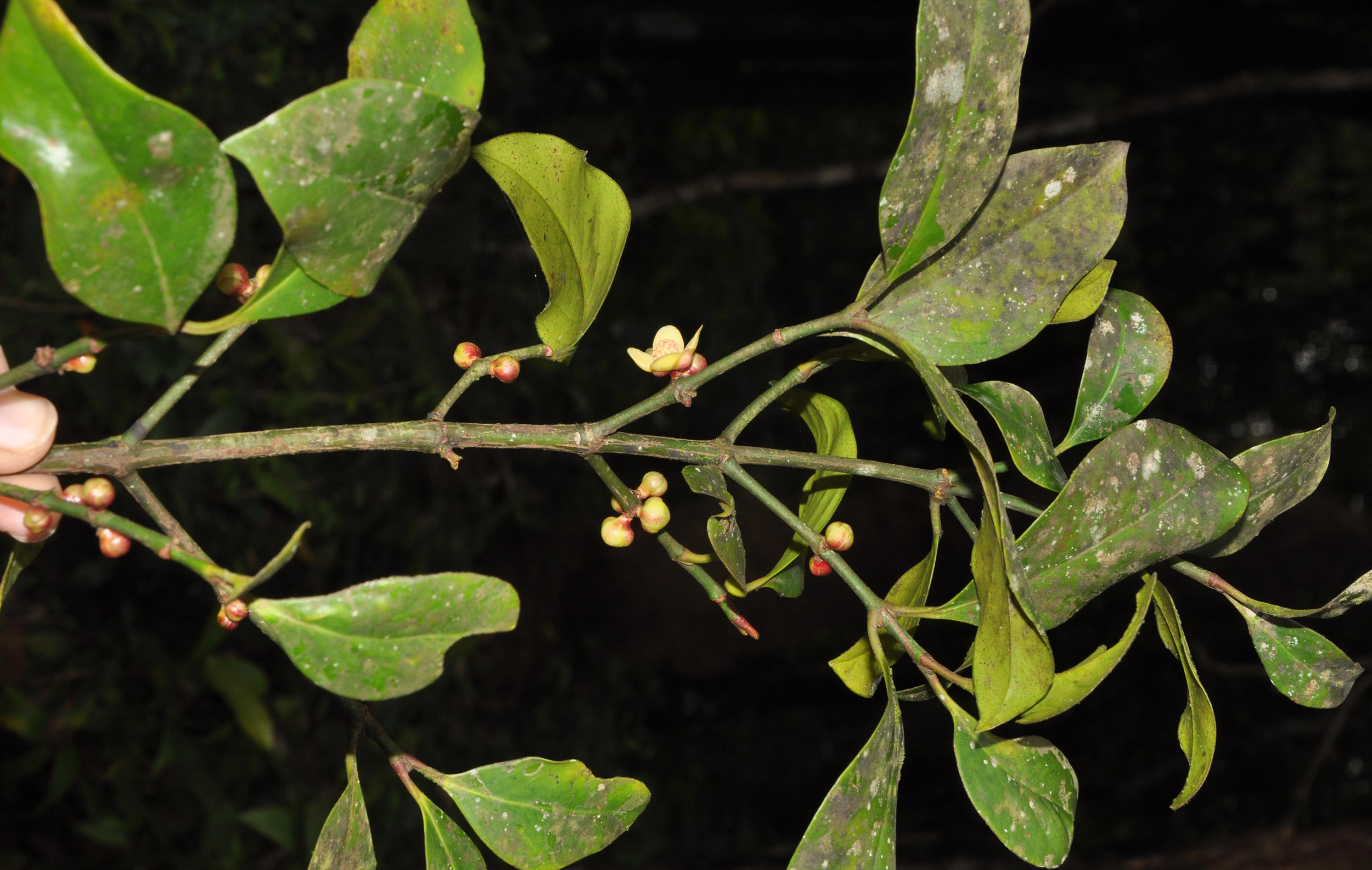 kantakari : Garcinia morella Desr., Solanum xeylanicum