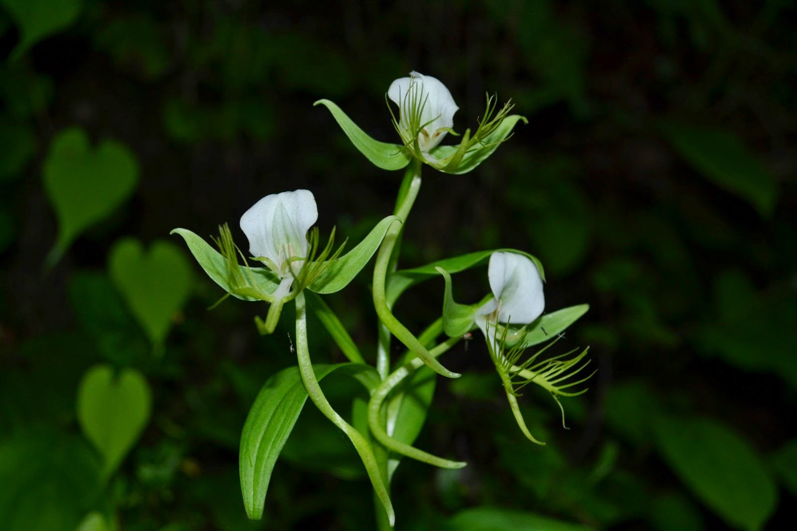 vriddhi : Habenaria intermedia D.Don