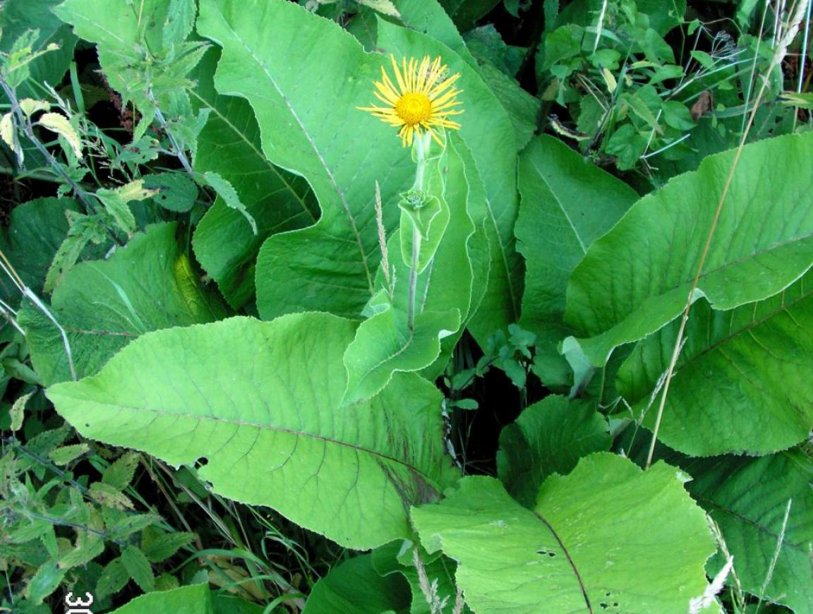 pushkaramula : Inula helenium Linn., Iris florentina