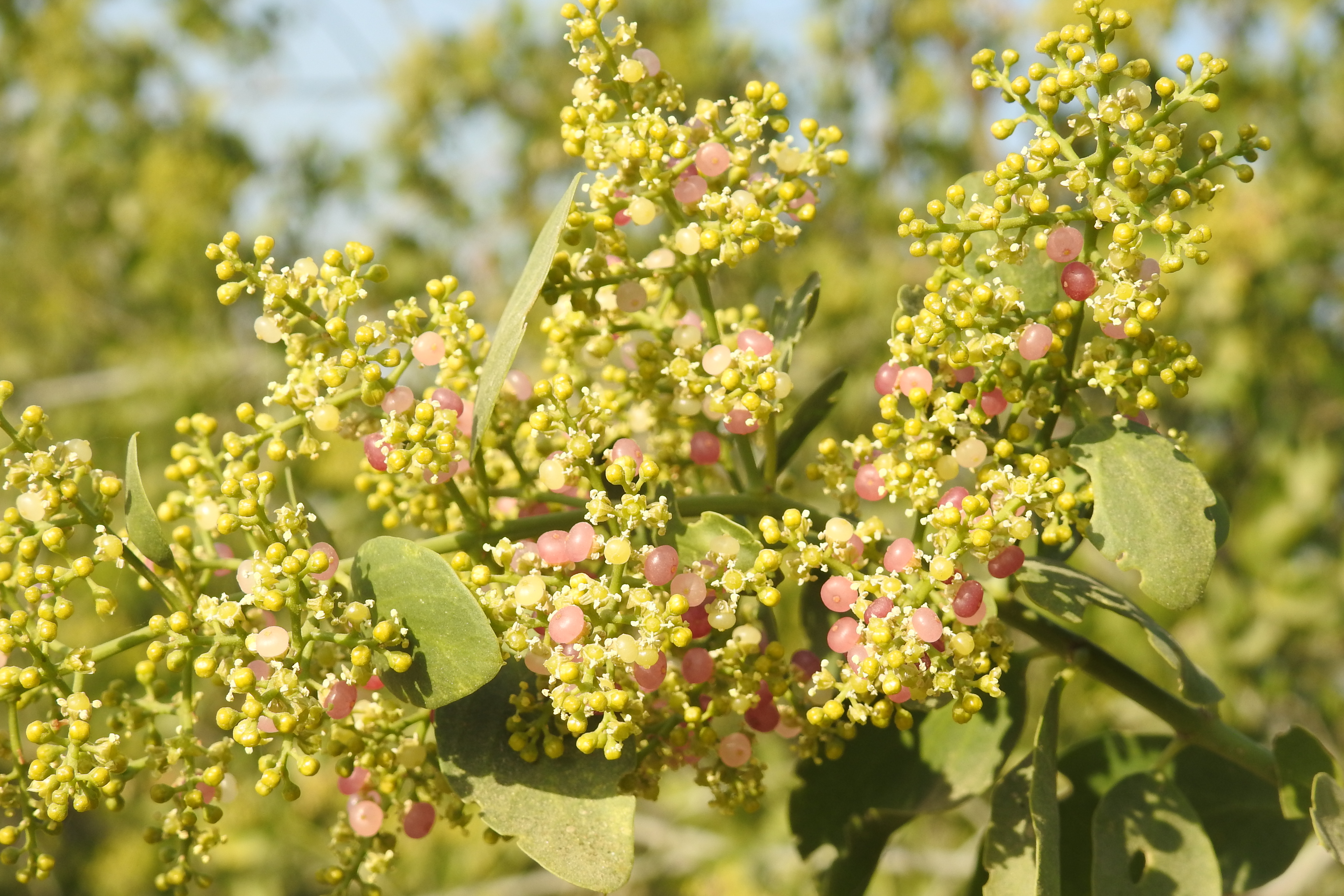 pilu  : Salvadora persica Linn., Salvadora oleoides Dene. 