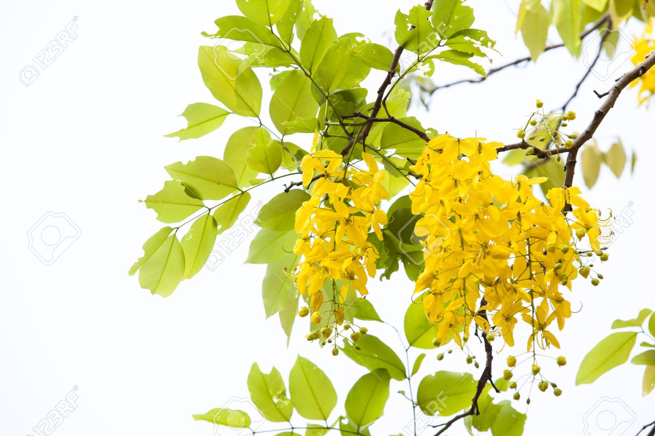 aragvadha: Cassia fistula Linn. - whole tree