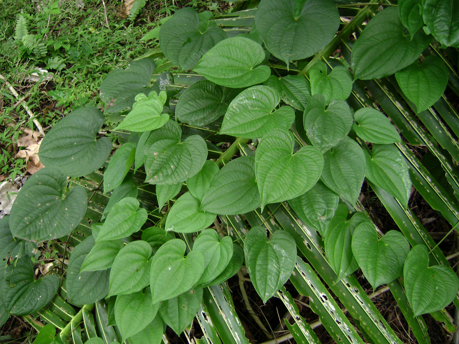 alukam : Dioscorea alata Linn.