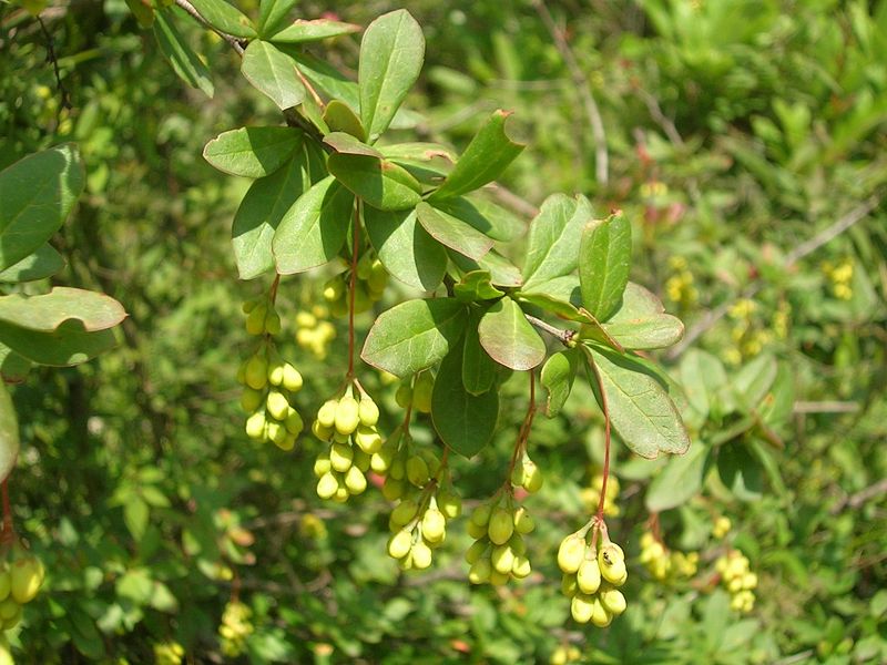 daruharidra: Berberis aristata - Flowers