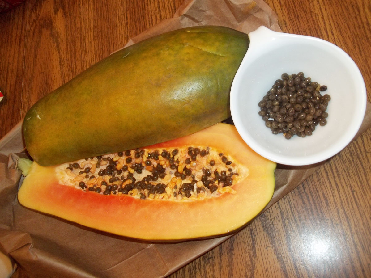 Erandakarkati: Carica papaya Linn - Fruit open