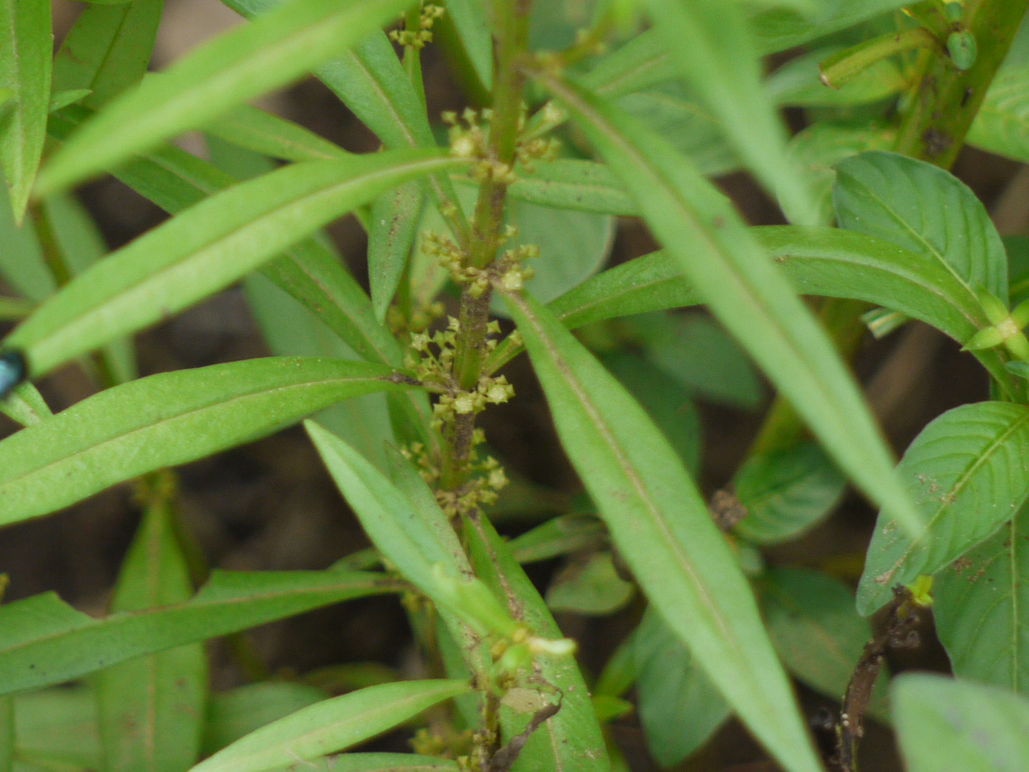 kurandika : Ammania baccifera Linn.
