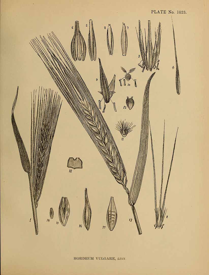 Hordeum vulgare