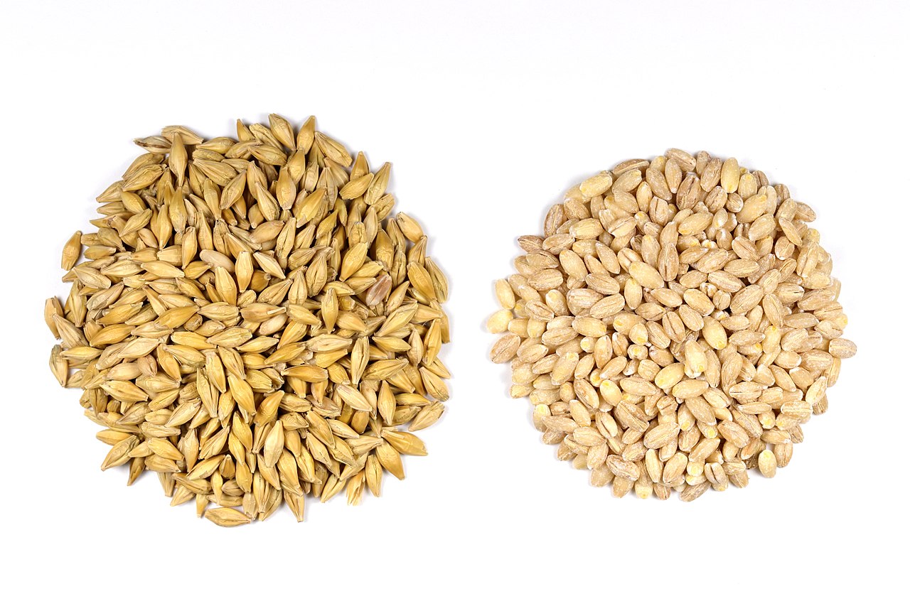 Hordeum vulgare