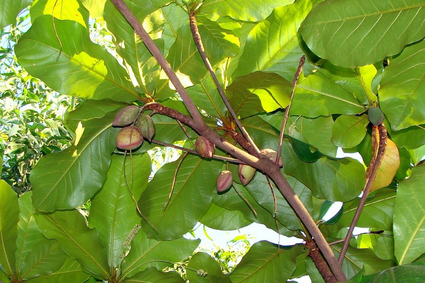 jangli-badam : Terminalia catappa Linn.