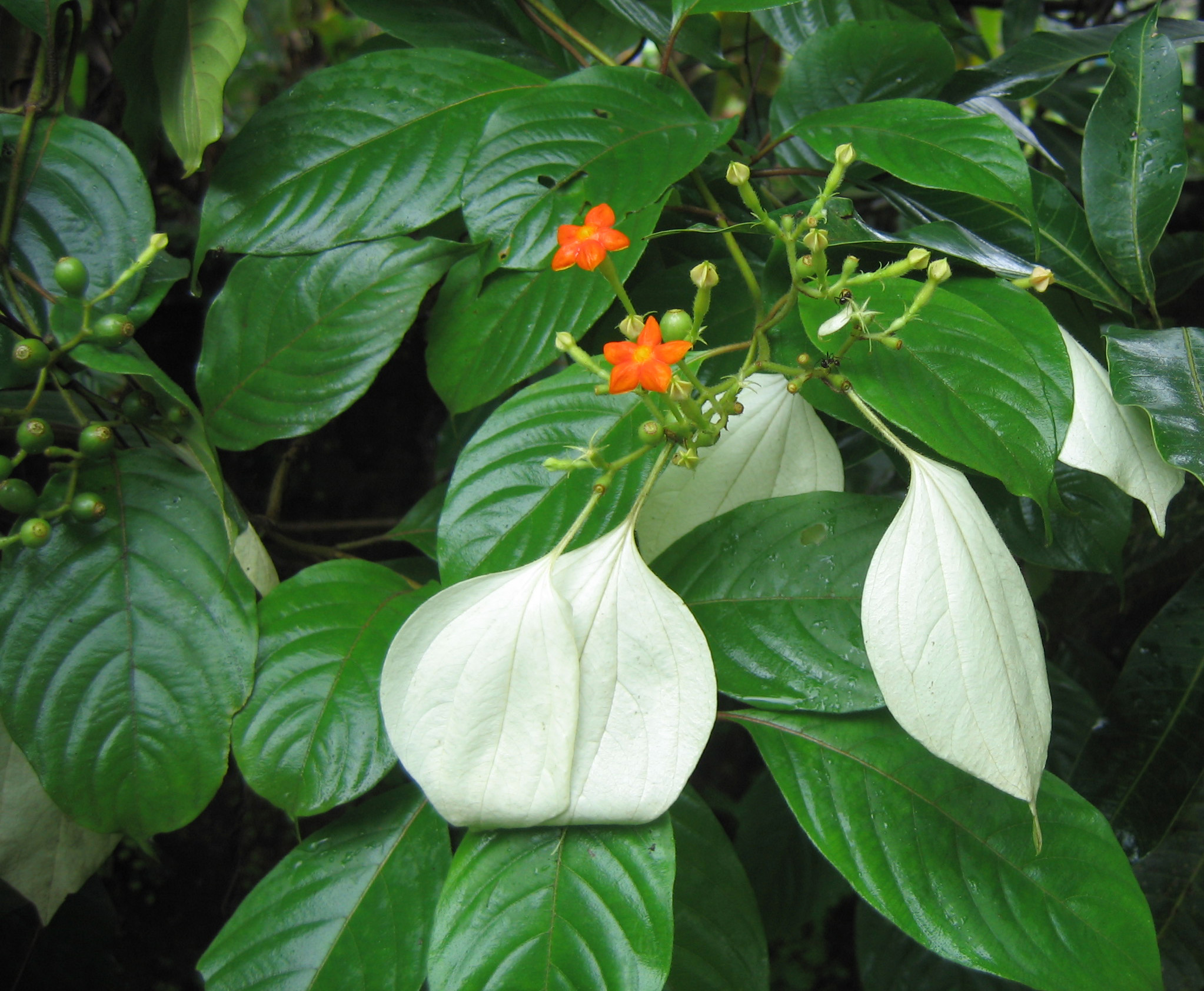 sadaphal : Mussaenda frondosa Linn.