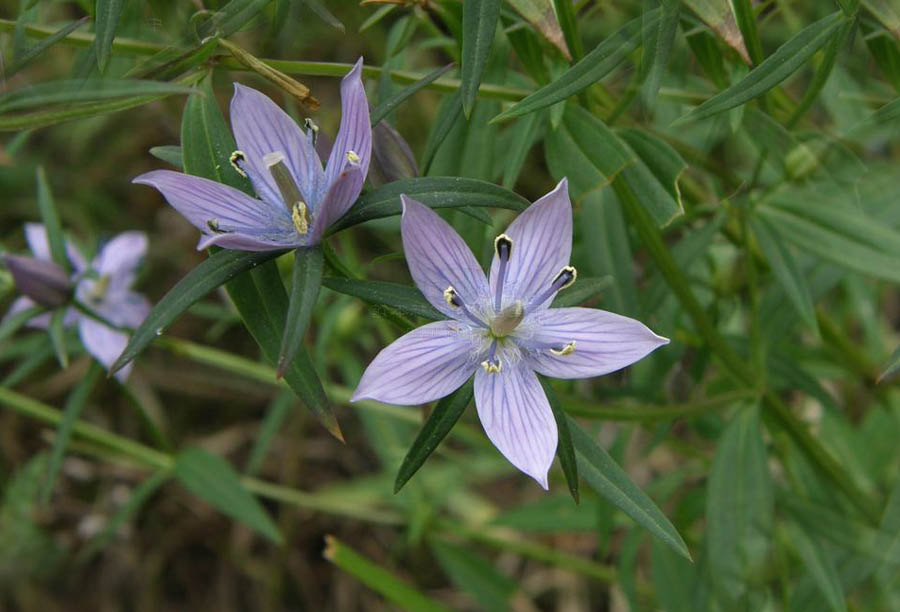alarka : Solanum trilobatum Linn.