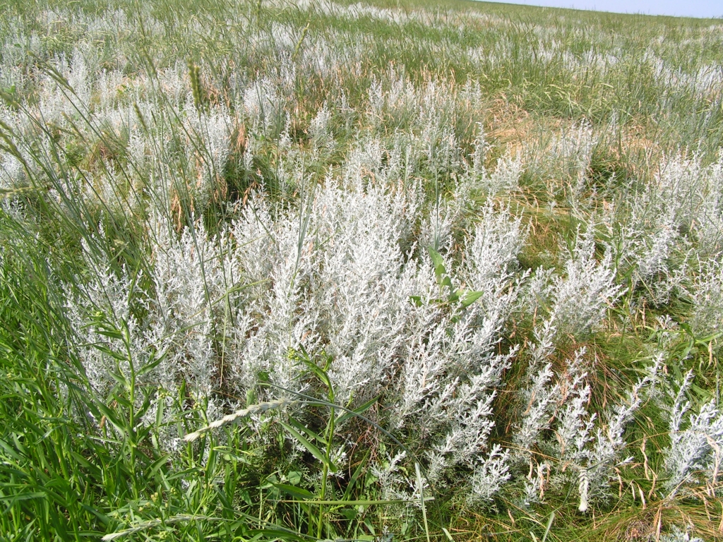 cauhar  : Artemisia maritima Linn., Artemisia brevifolia 