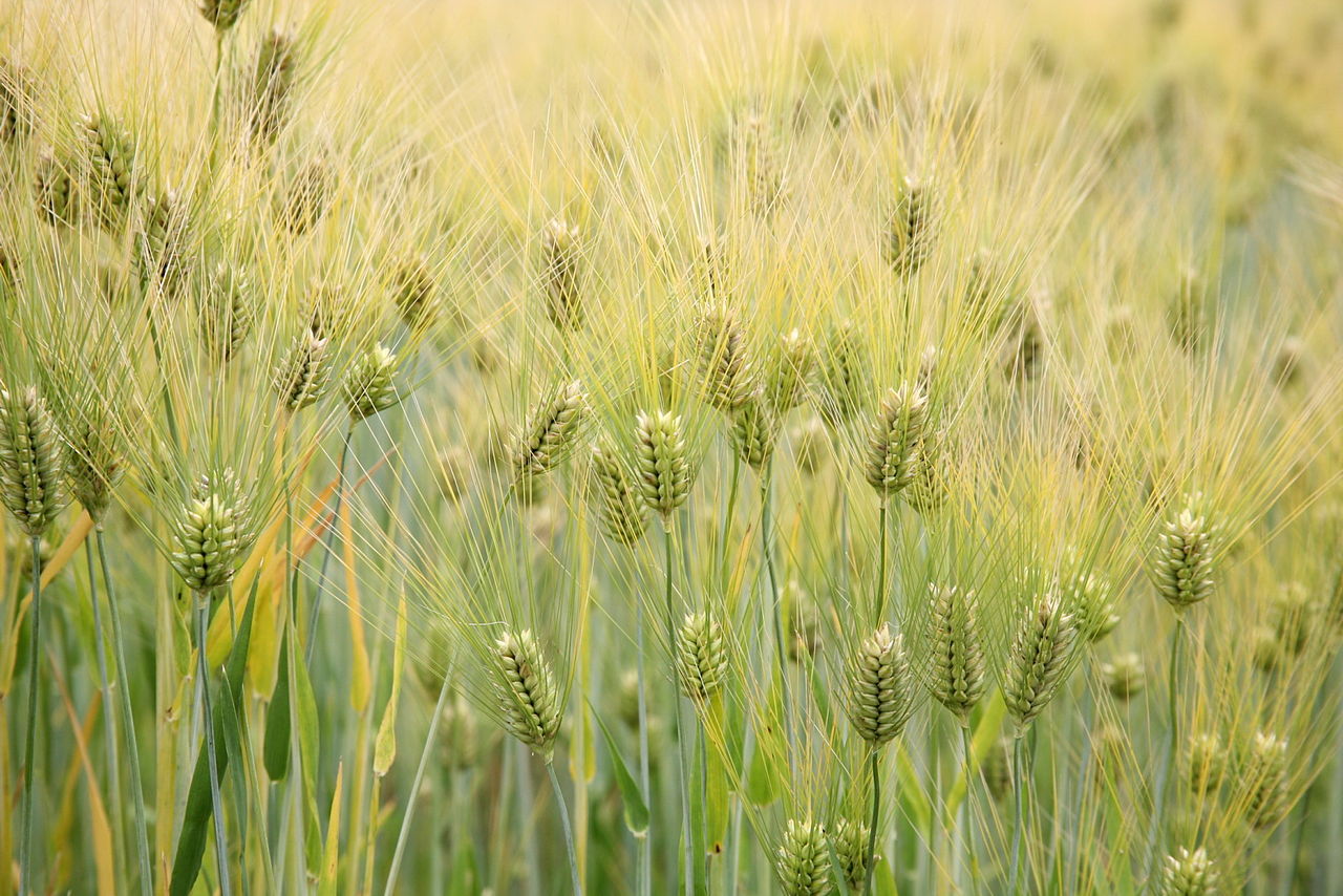 Hordeum vulgare