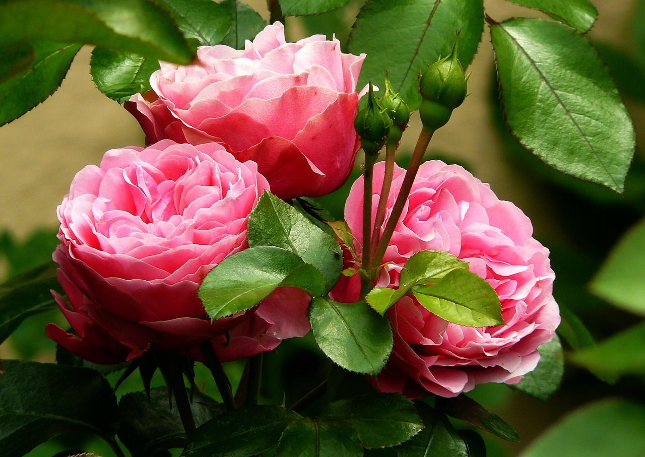 taruni  : Rosa centifolia Linn. 