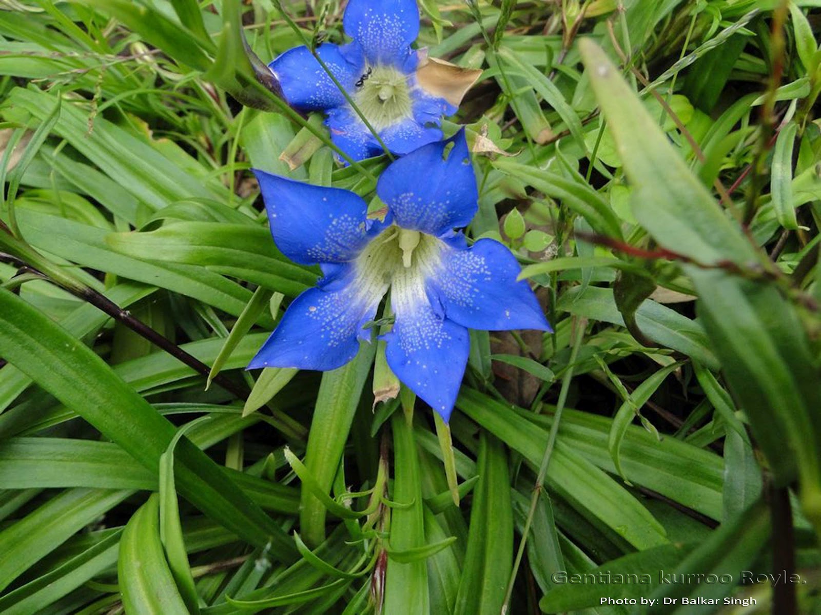 trayamana : Gentiana kurroo Royle.