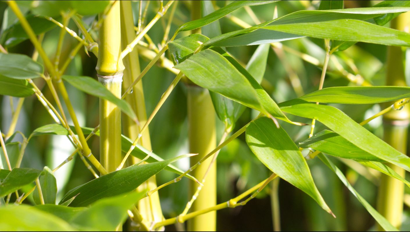 Bambusa arundinacea