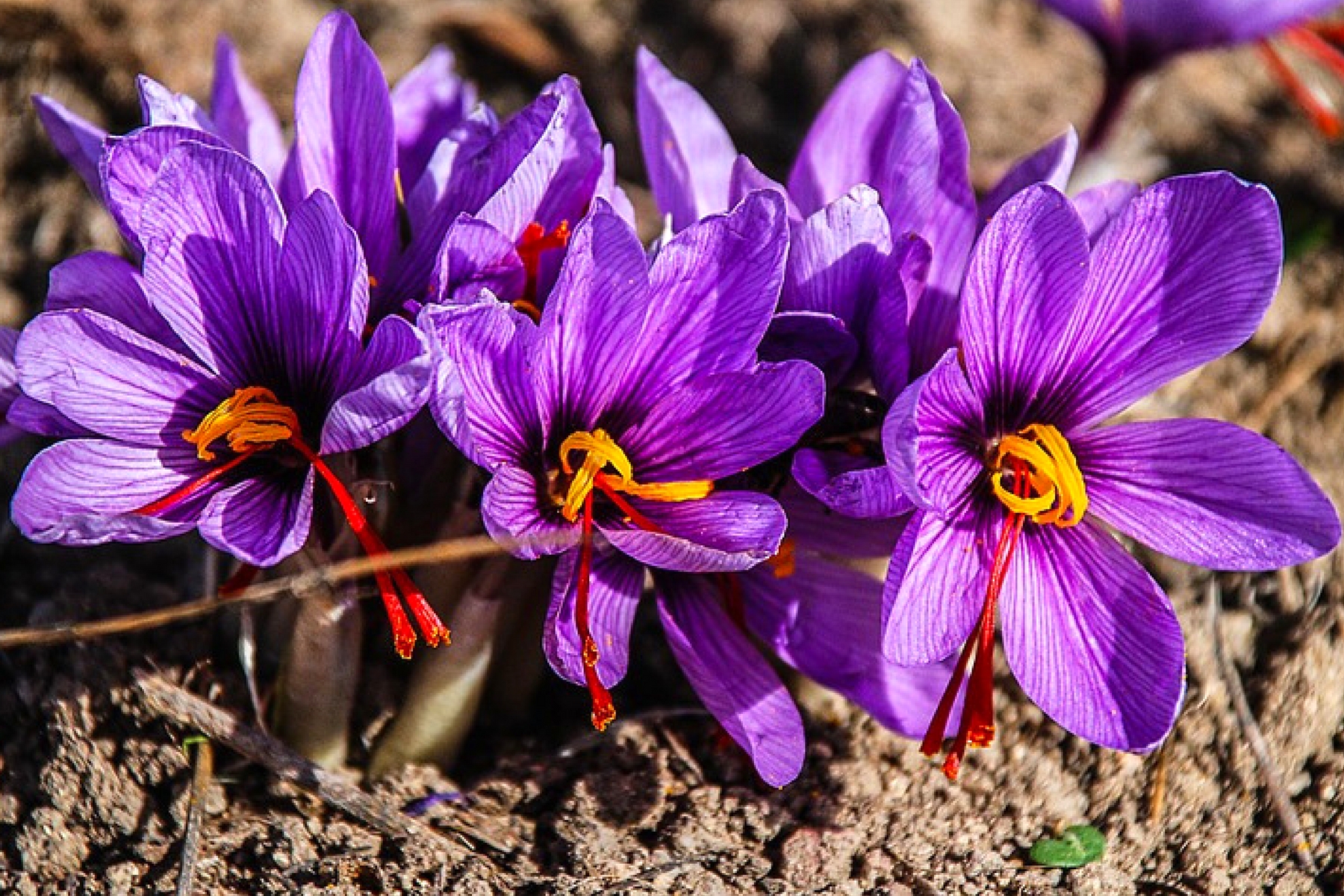 kesaram  : Crocus sativus Linn. 
