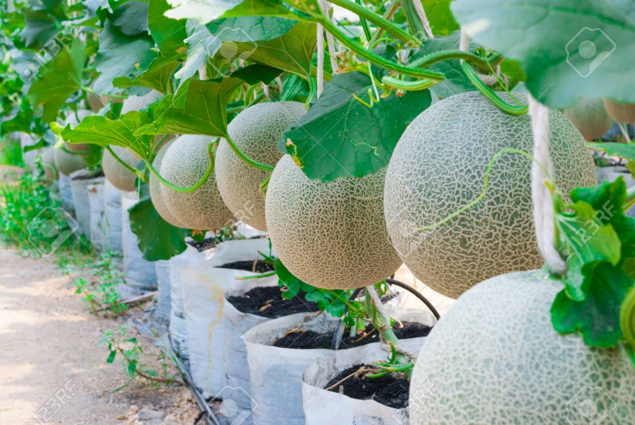 ervaru : Cucumis melo var.
