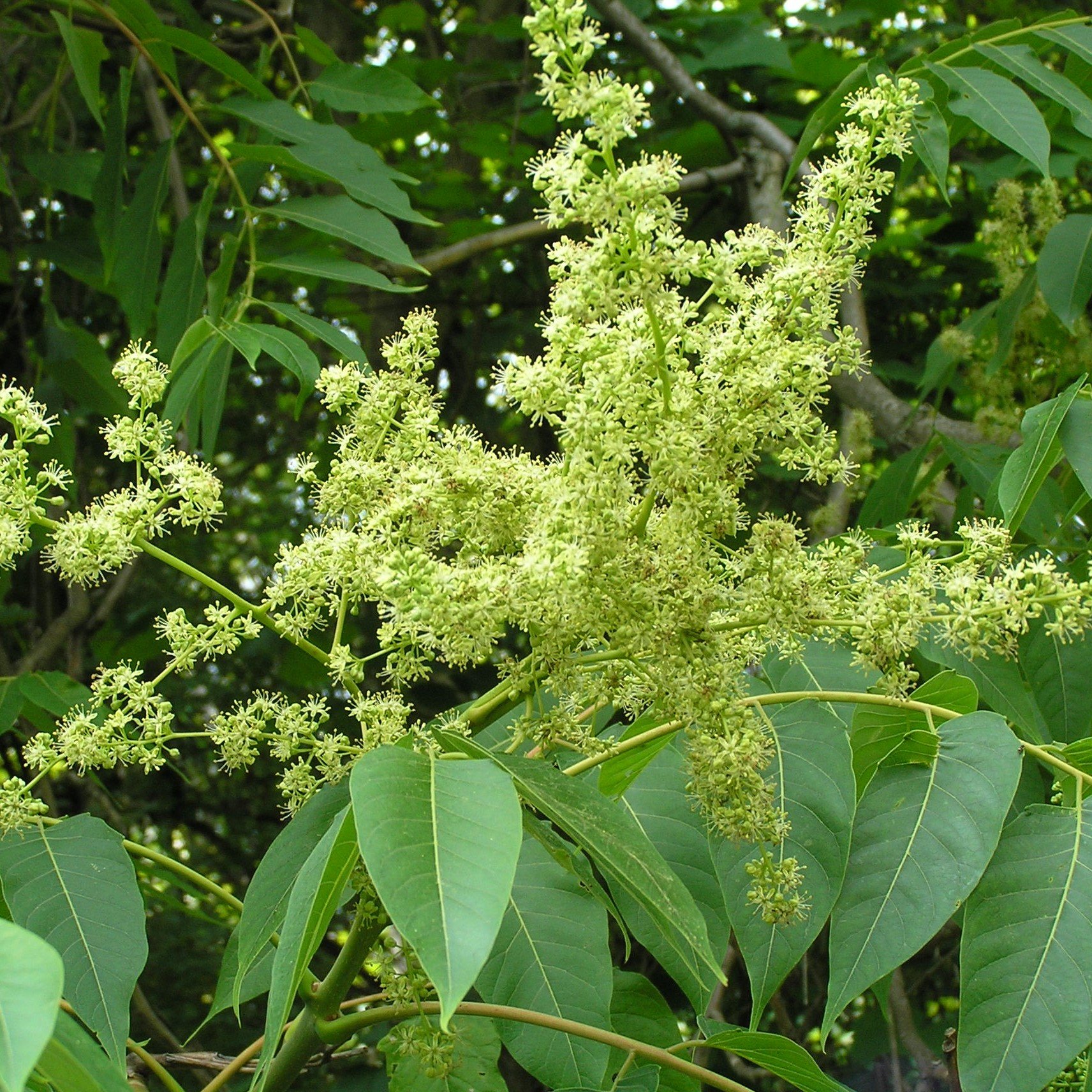 madala aralu : Ailanthus excelsa Roxb.