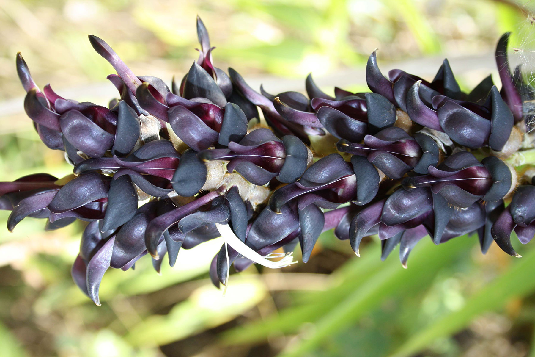 kapikacchu : Mucuna pruriens DC.,Mucuna Carpopogon, Dolicos pruriens