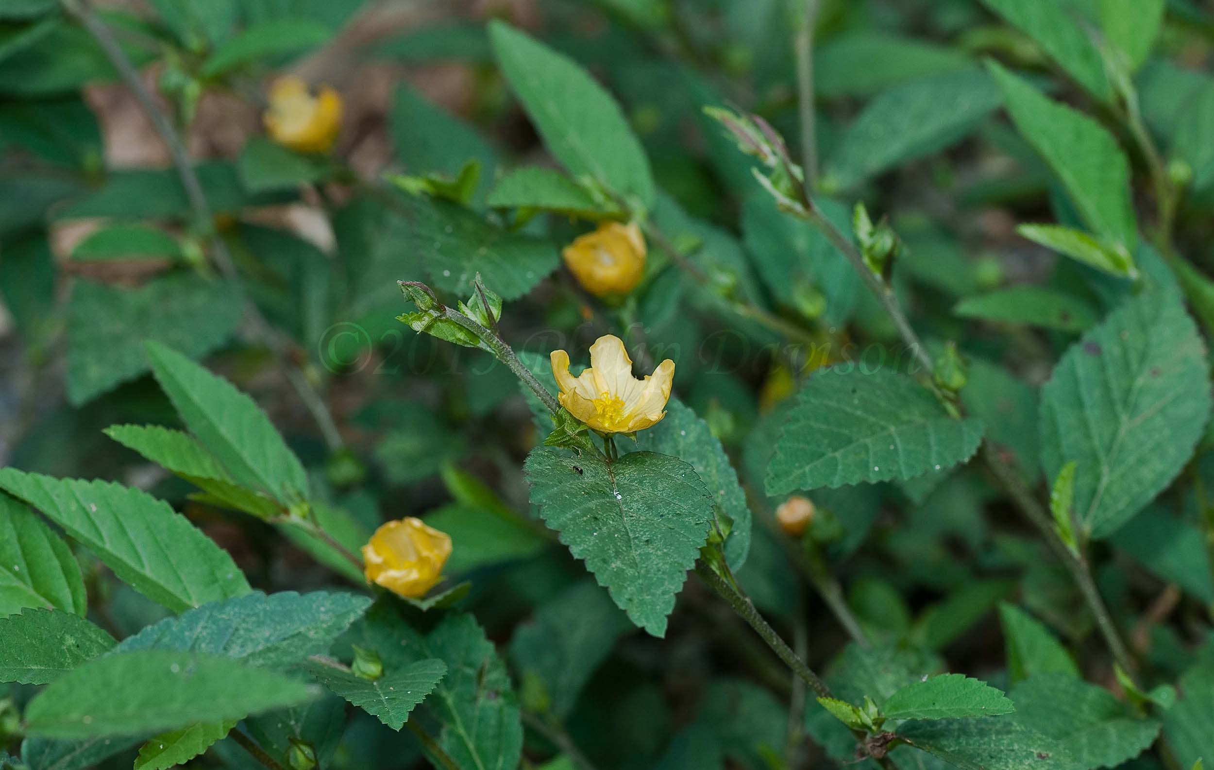 katphala : Sida rhombifolia Linn.
