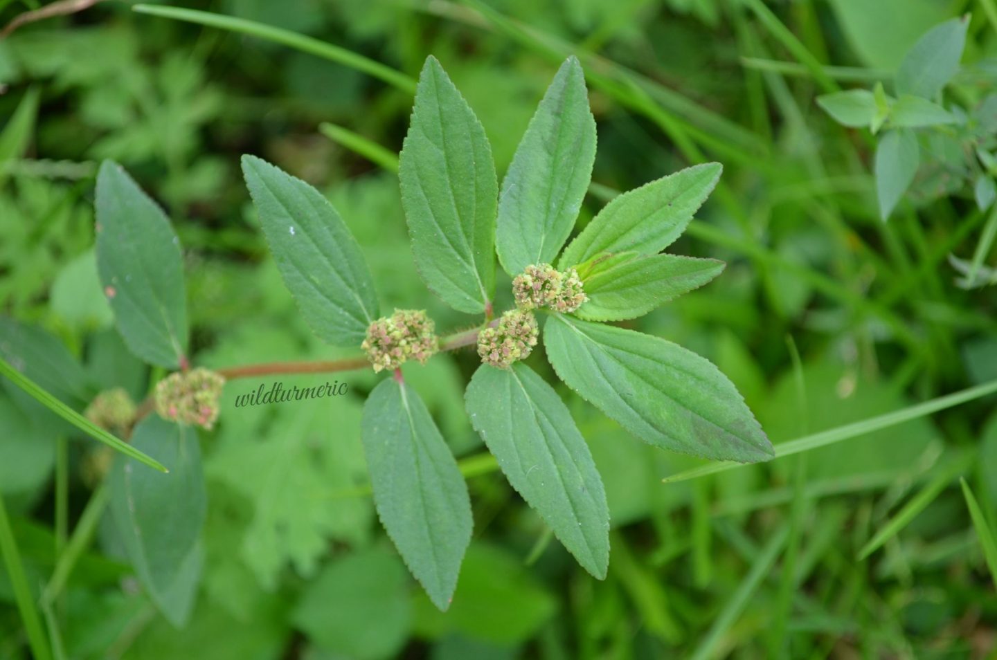 dugadhika  : Euphorbia hirta Linn., Euphorbia pilulifera 