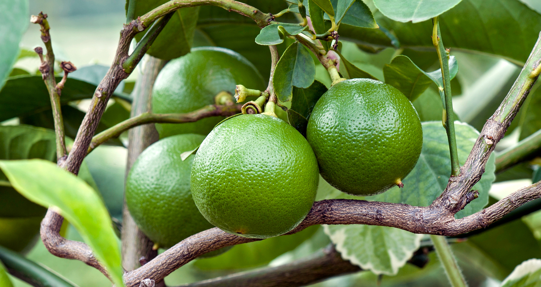 nimbuka  : Citrus acida, Citrus bergamia 