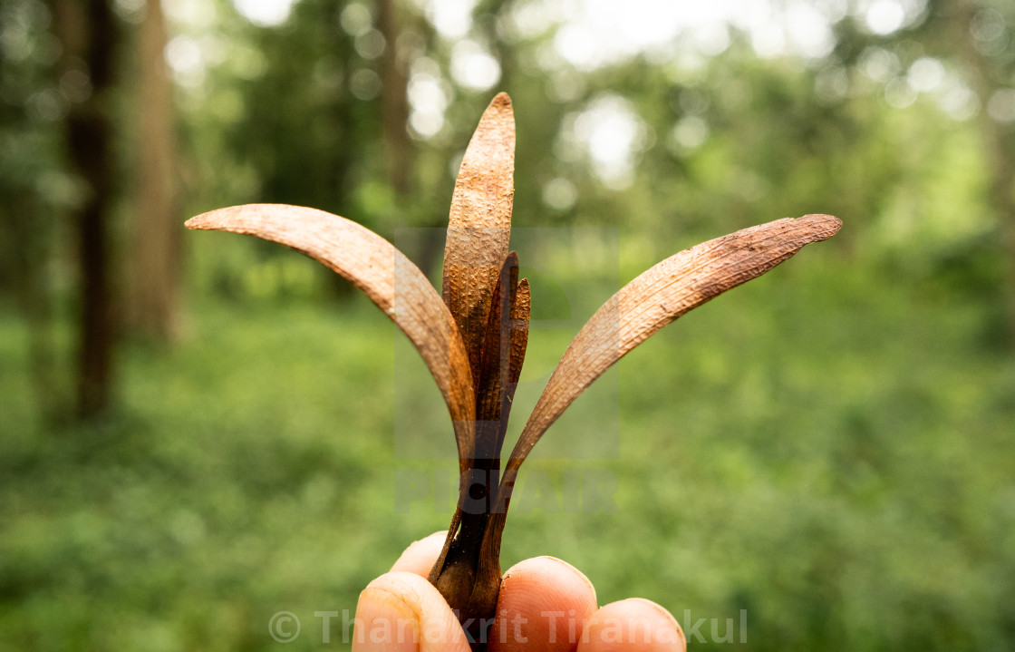 ashvakarna : Dipterocarpus alatus Roxb.