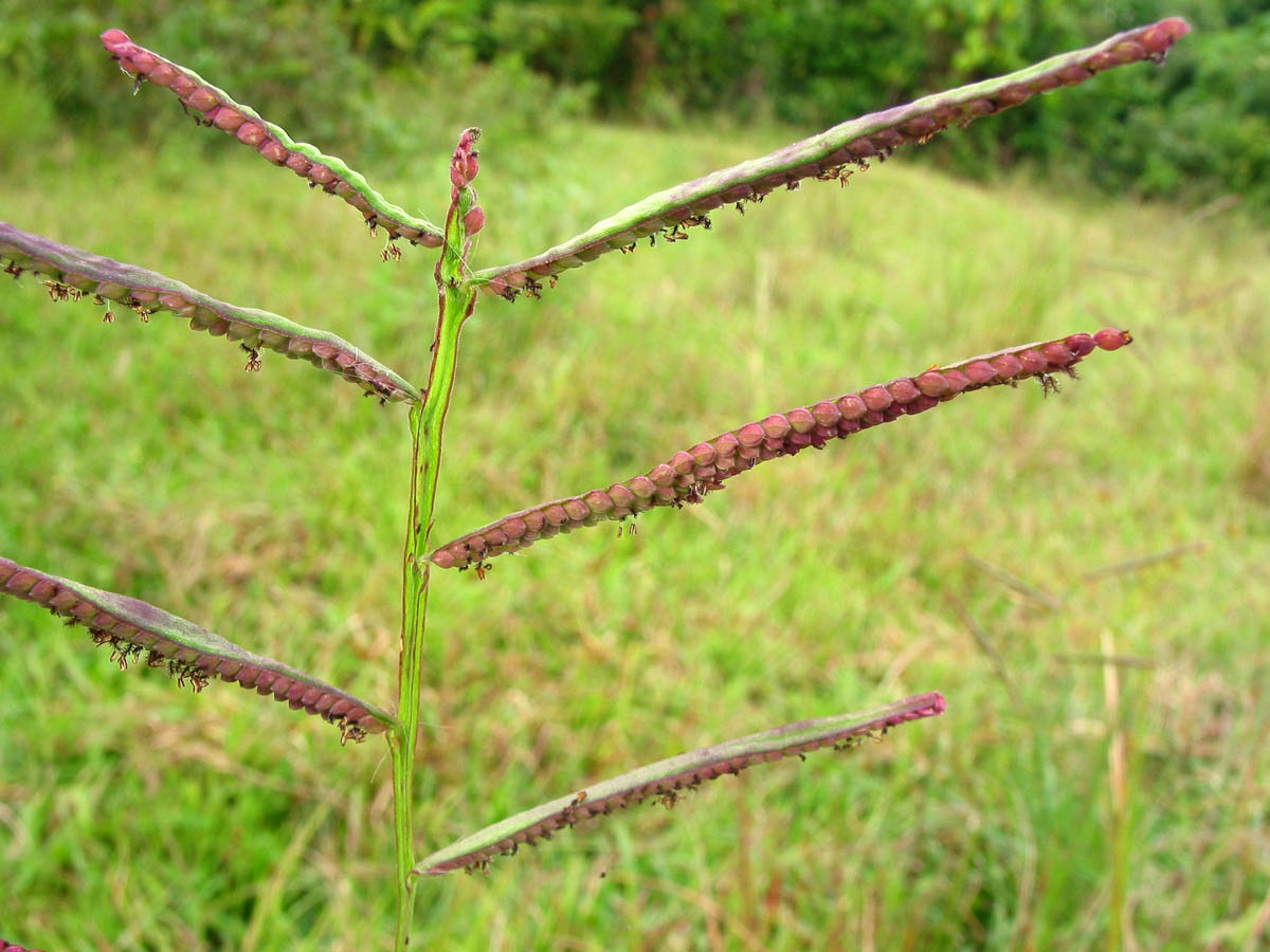 kodrava : Paspalum scrobiculatum Linn., Echinochloa frumentacea