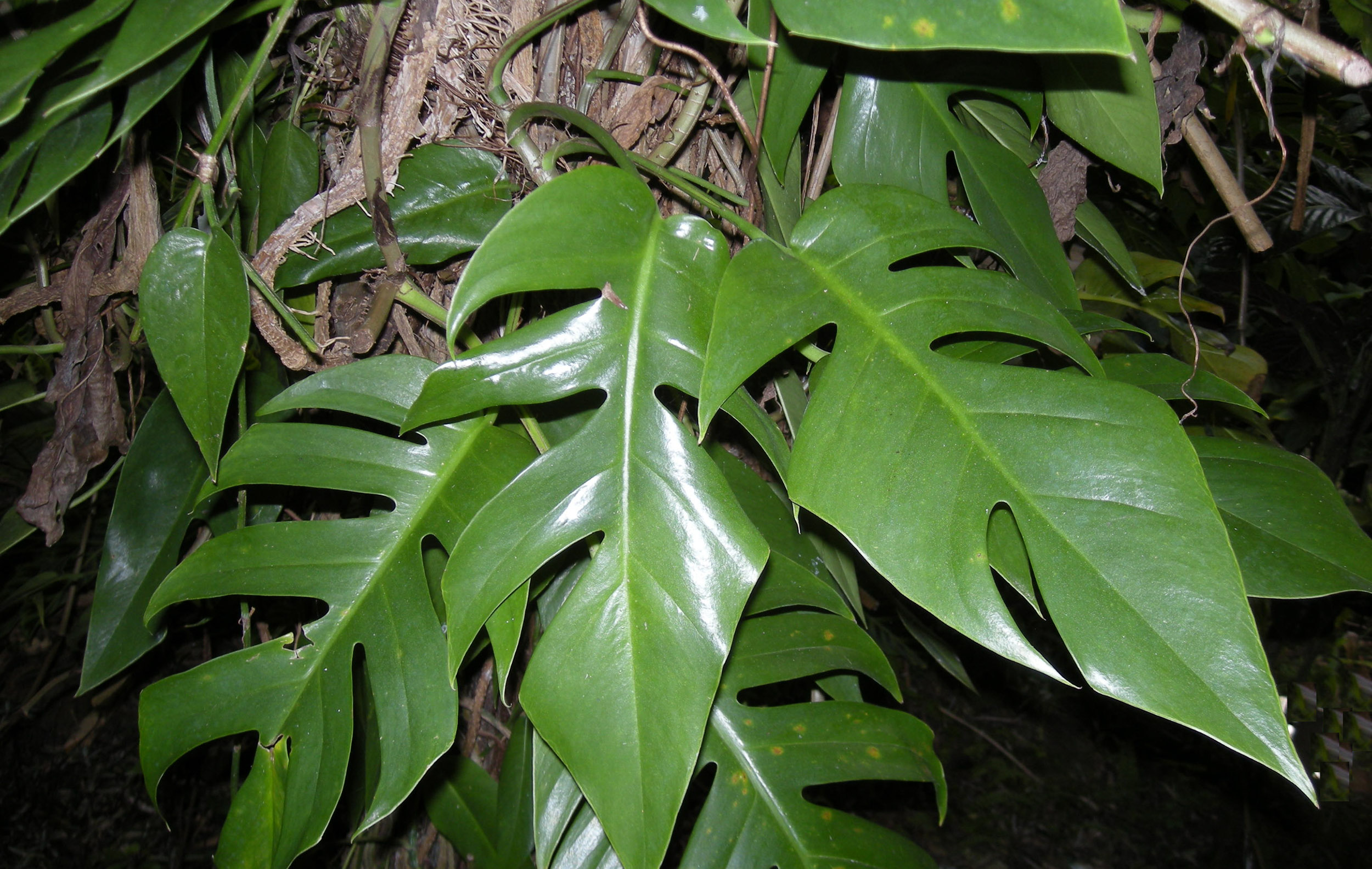 sphotyabujangam : Rhaphidophora laciniata (Burm.f.) Merr., Rhaphidophora pertusa (Roxb.) Schott 