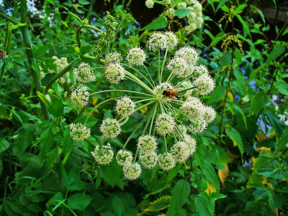 Angelica archangelica Inflorescence Photograph by: H. Zell