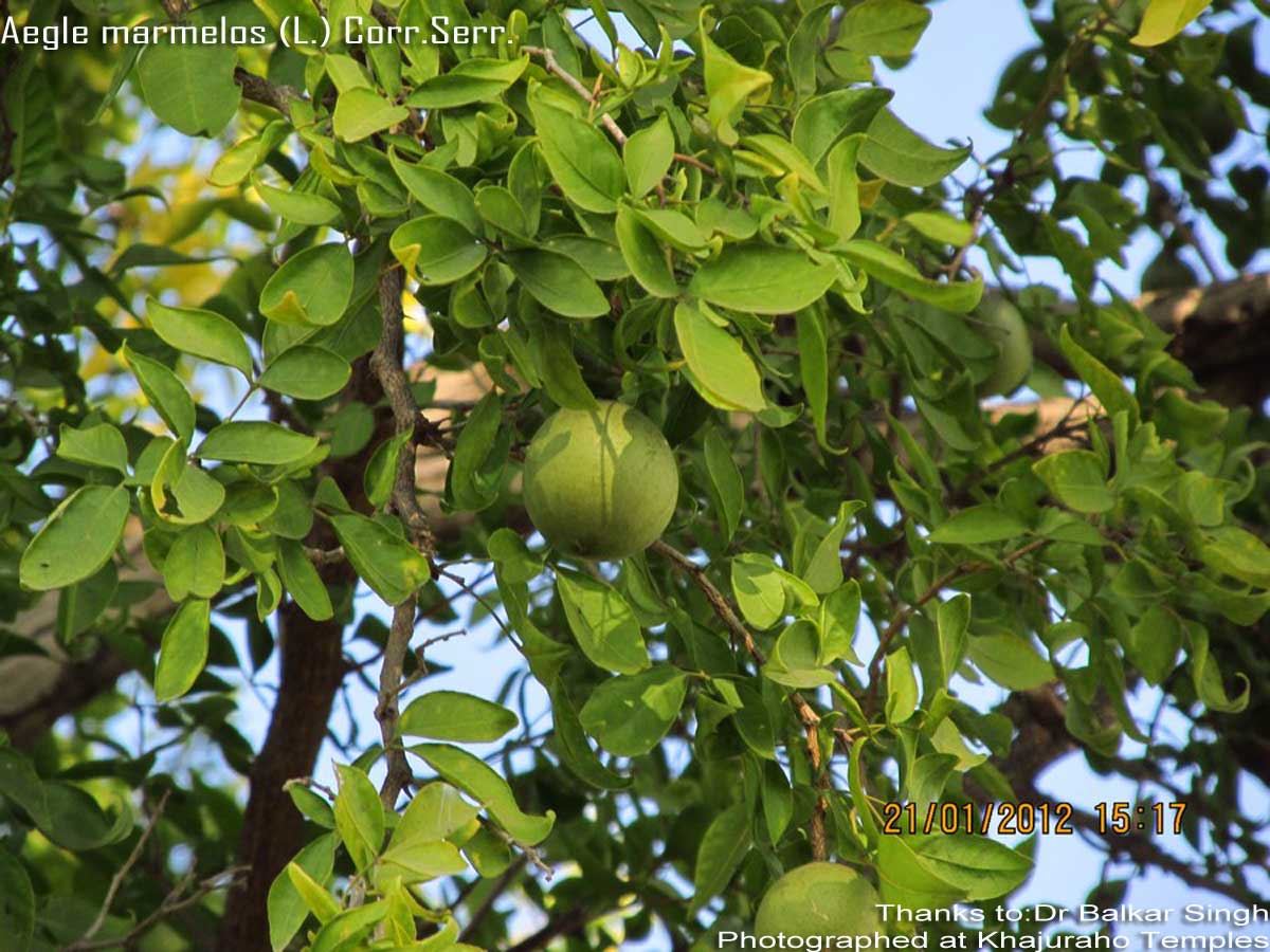 bilwa  : Aegle marmelos Corr. ex. Roxb. 