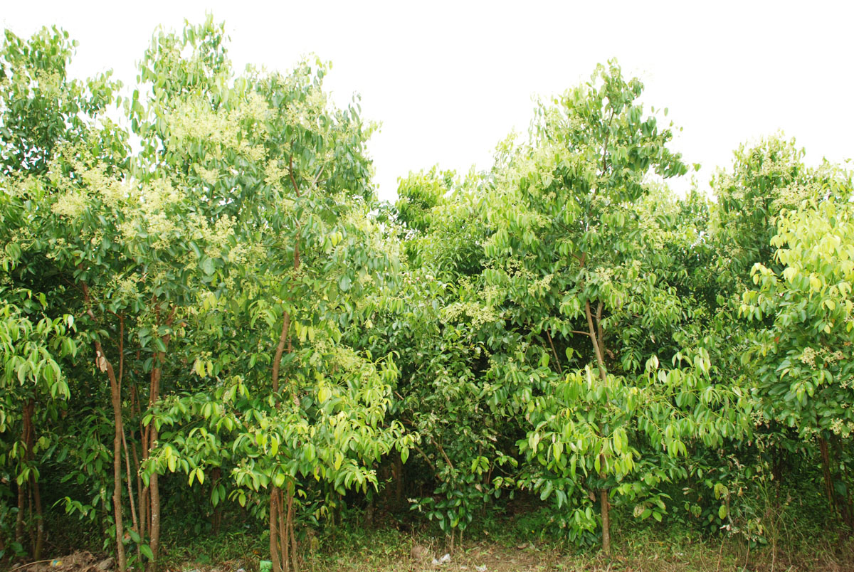 Tvak: Cinnamomum zeylanicum - Cinnamon Trees