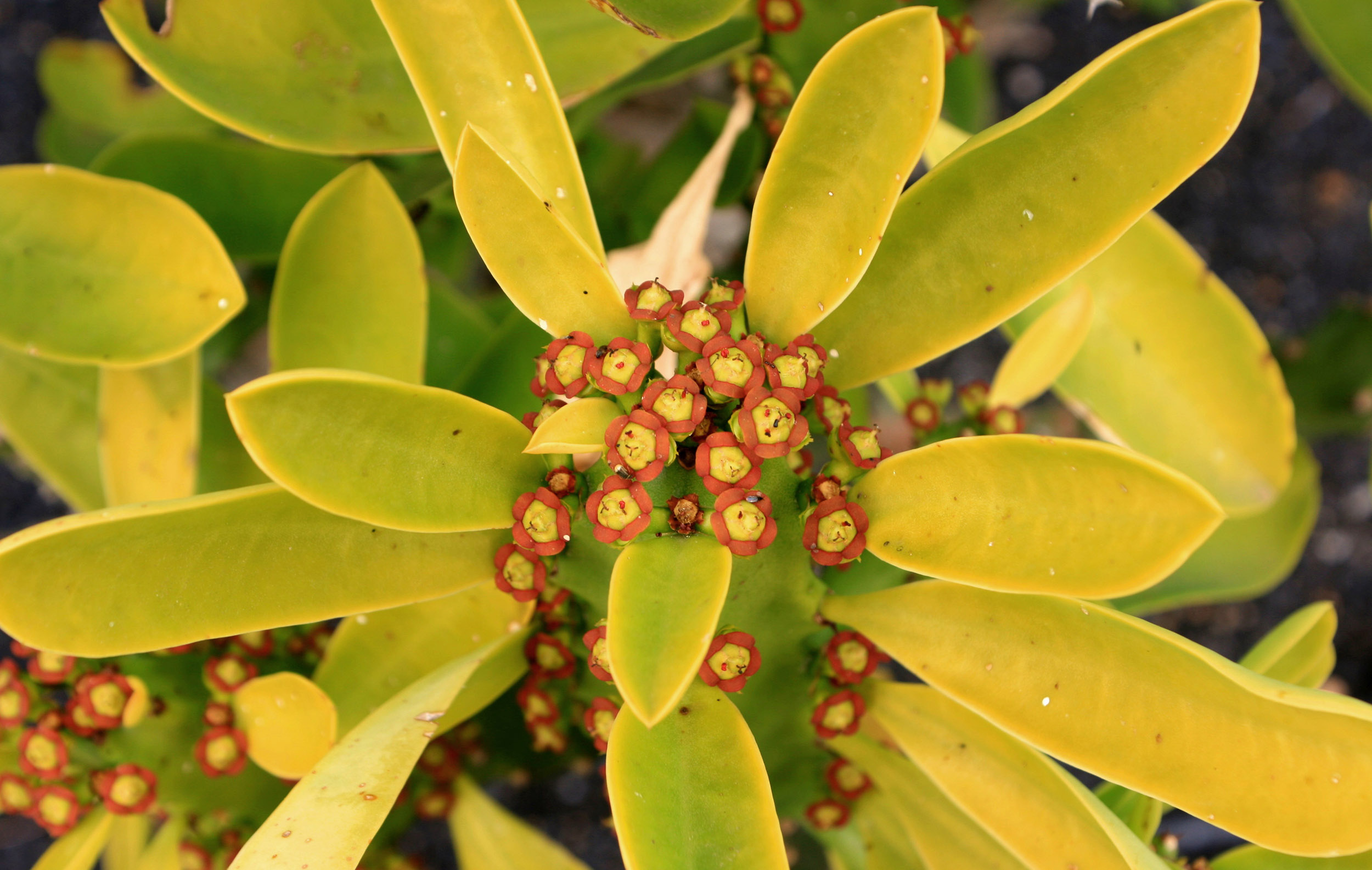 snudhi : Euphorbia neriifolia Linn., Euphorbia ligularia Roxb.