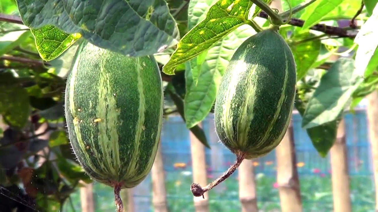 patola : Trichosanthes dioica, Trichosanthes lobata Roxb.