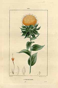 Carthamus tinctorius