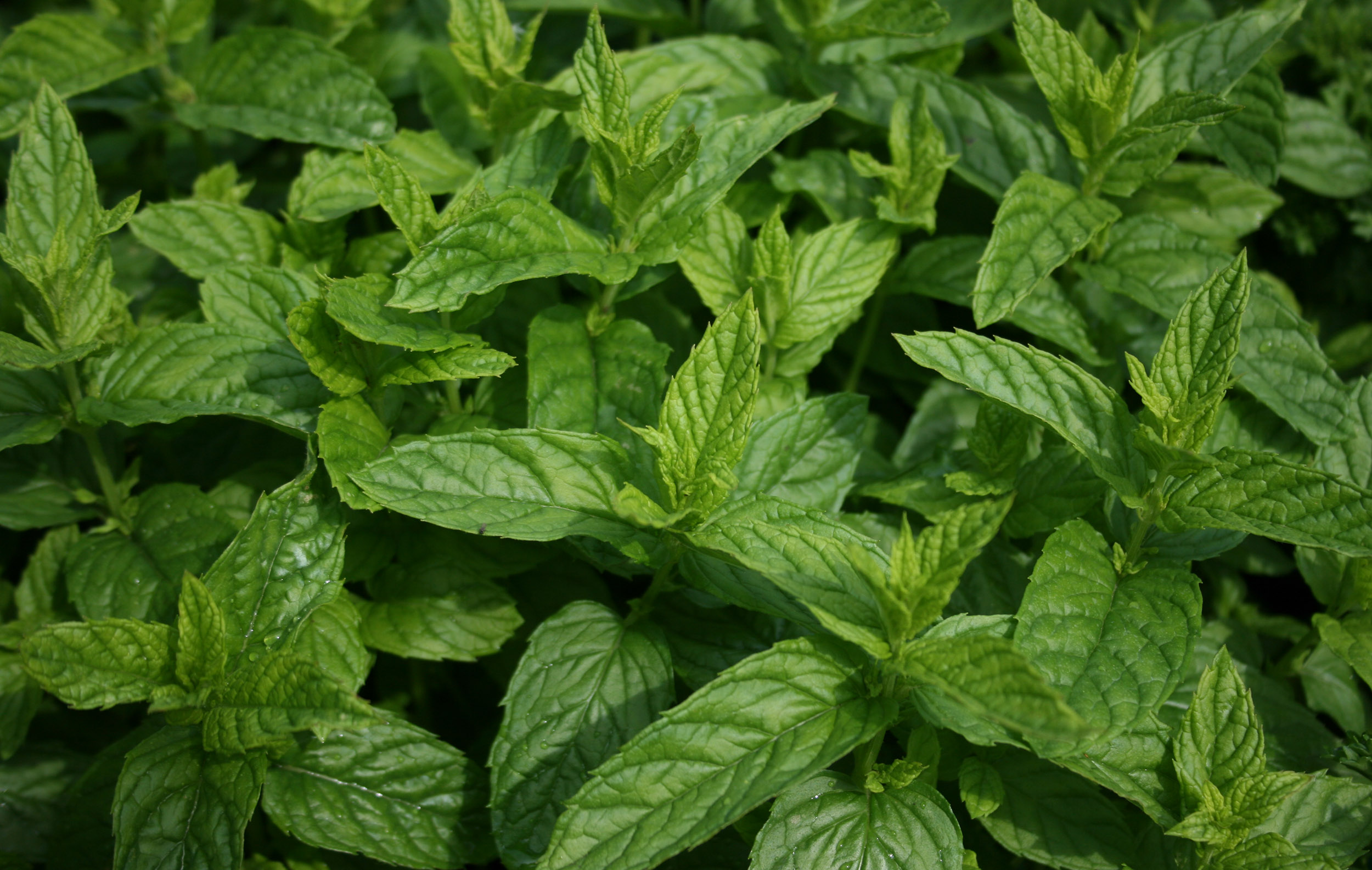 putiha : Mentha spicia (spicate), Mentha viridis, Mentha sylvestris Linn.