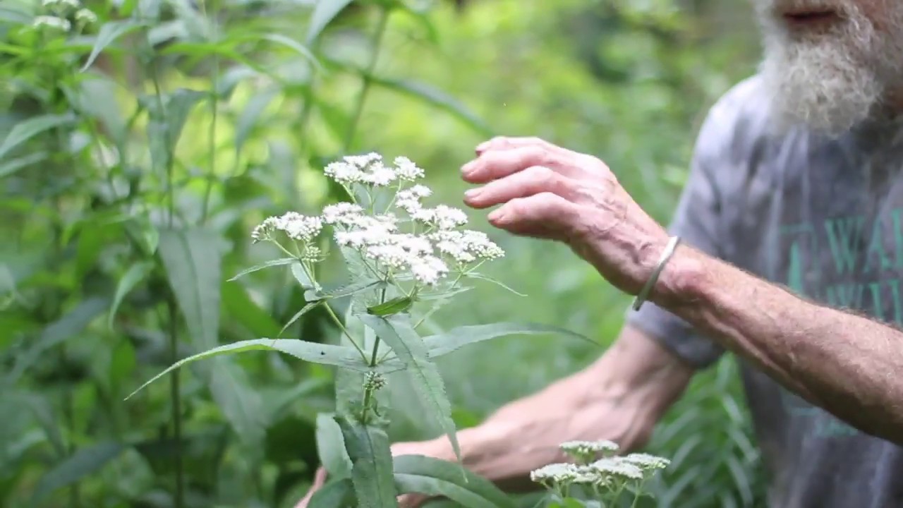 ayapanam : Eupatorium triplinerve Vahl.