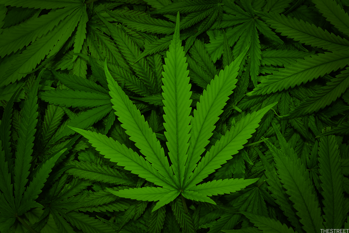 bhanga : Cannabis indica Linn., Cannabis sativa