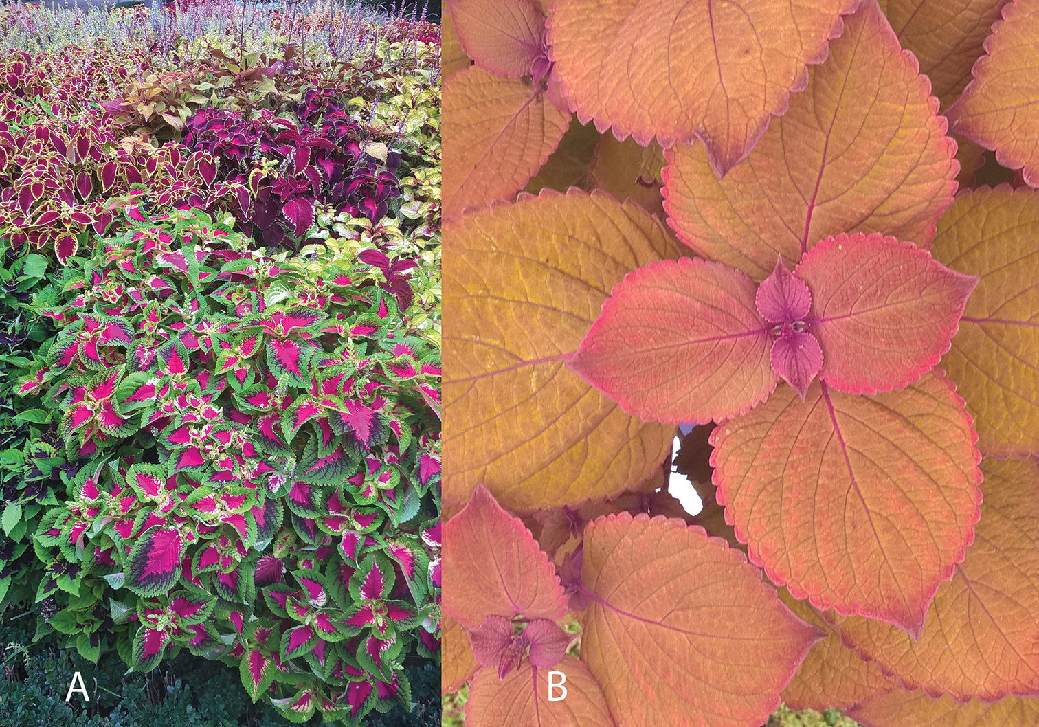 Plectranthus