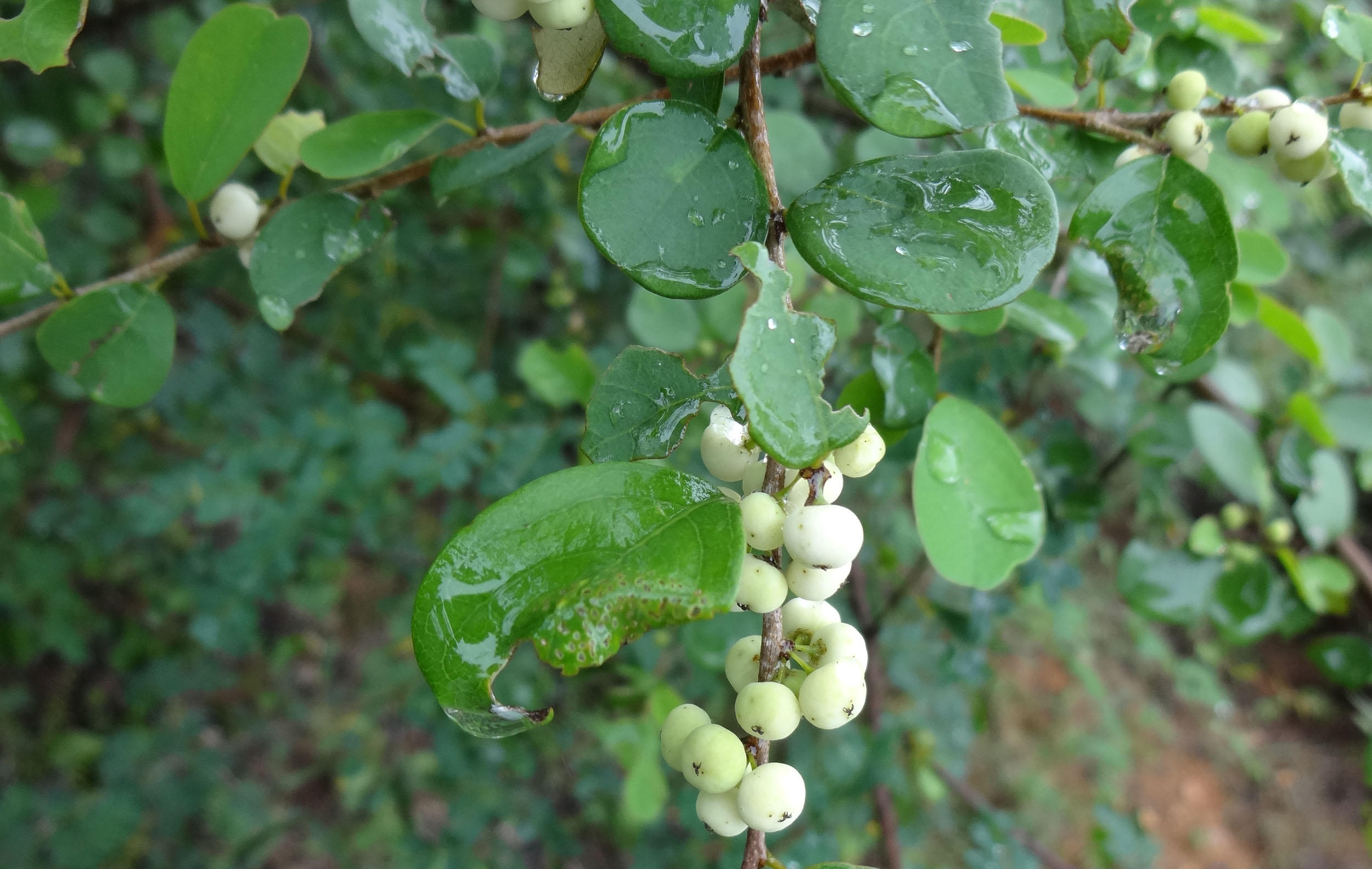 patha : Securinega leucopyrus (Willd.) Muell-Arg.